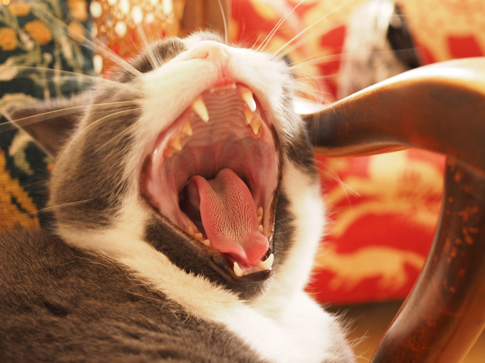 Leo the cat yawning